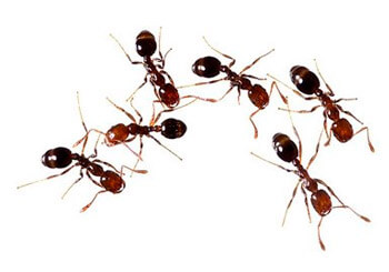 Nakata Controle de Pragas - Formigas